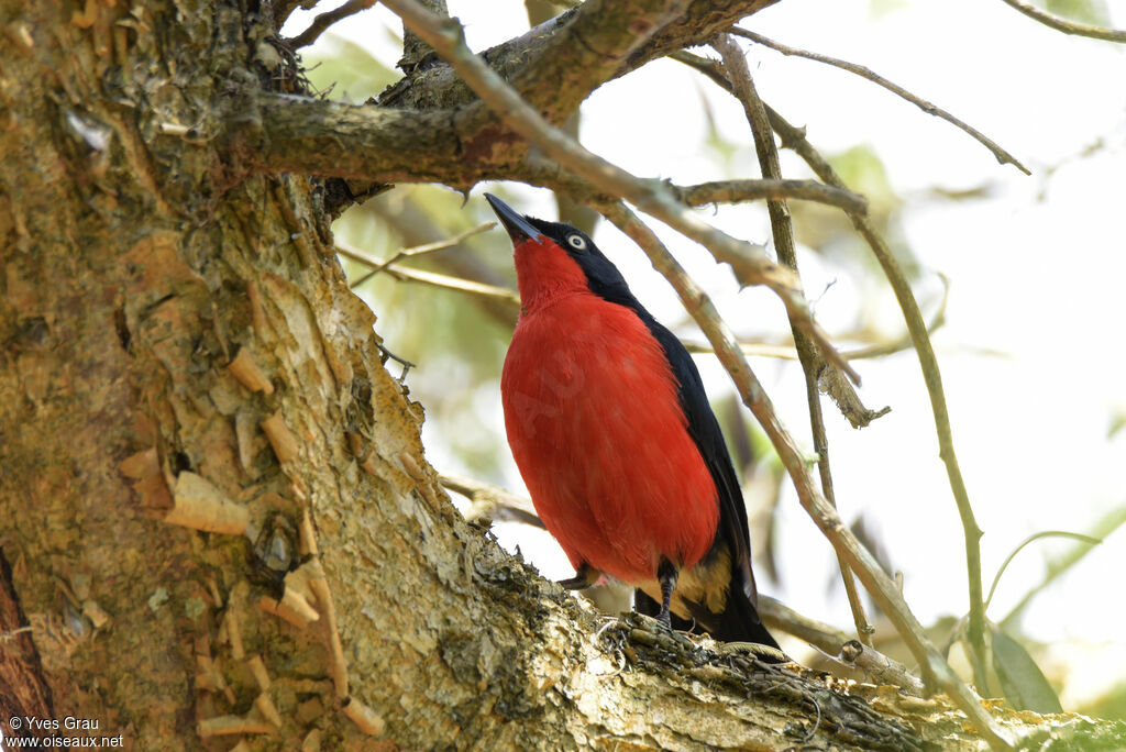 Black-headed Gonolek