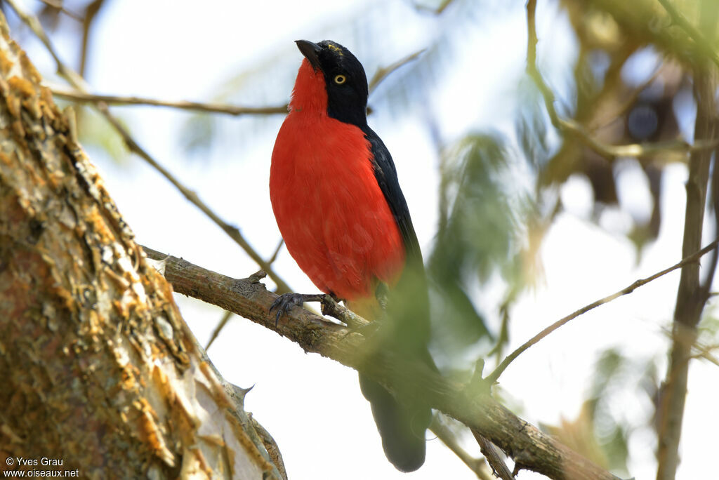 Black-headed Gonolek