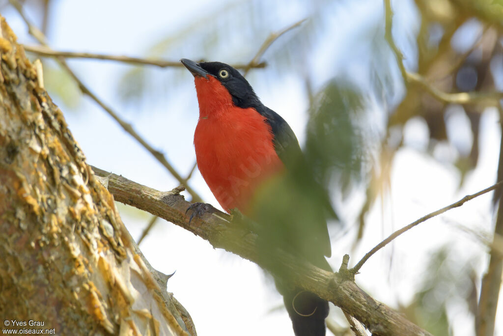 Black-headed Gonolek