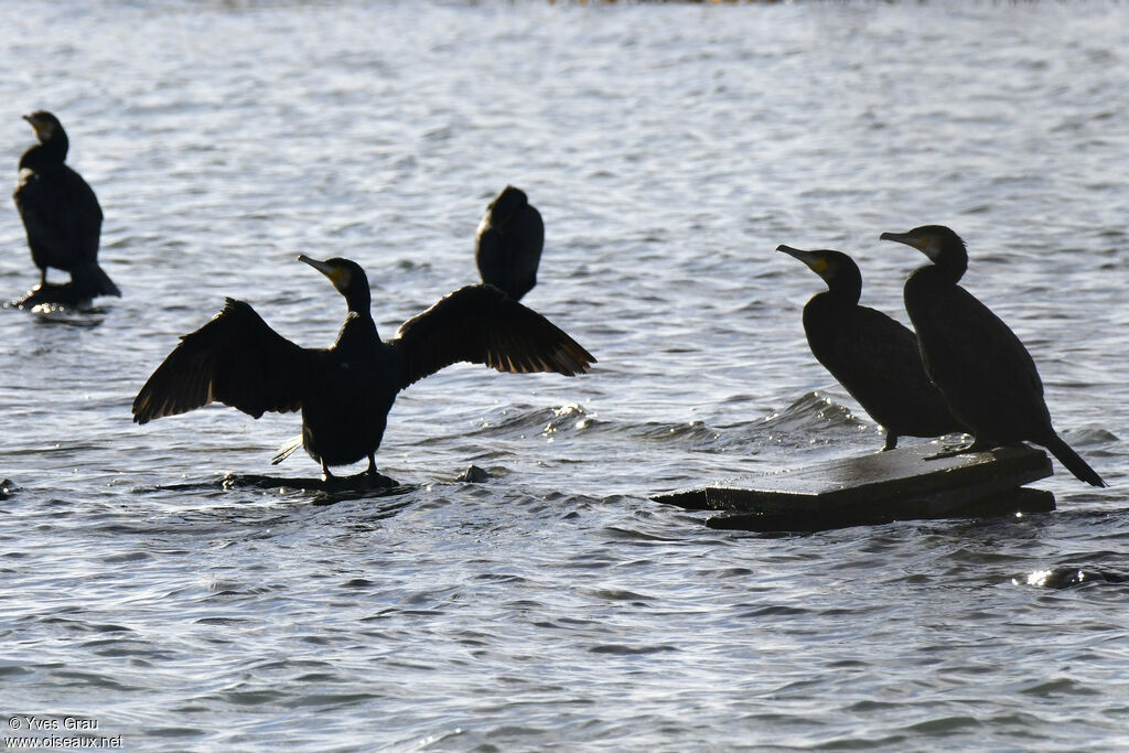 Great Cormorant