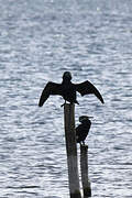 Great Cormorant