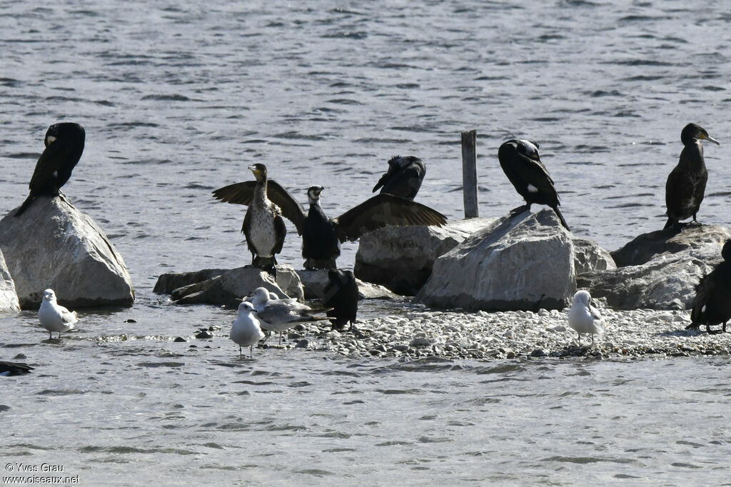 Great Cormorant