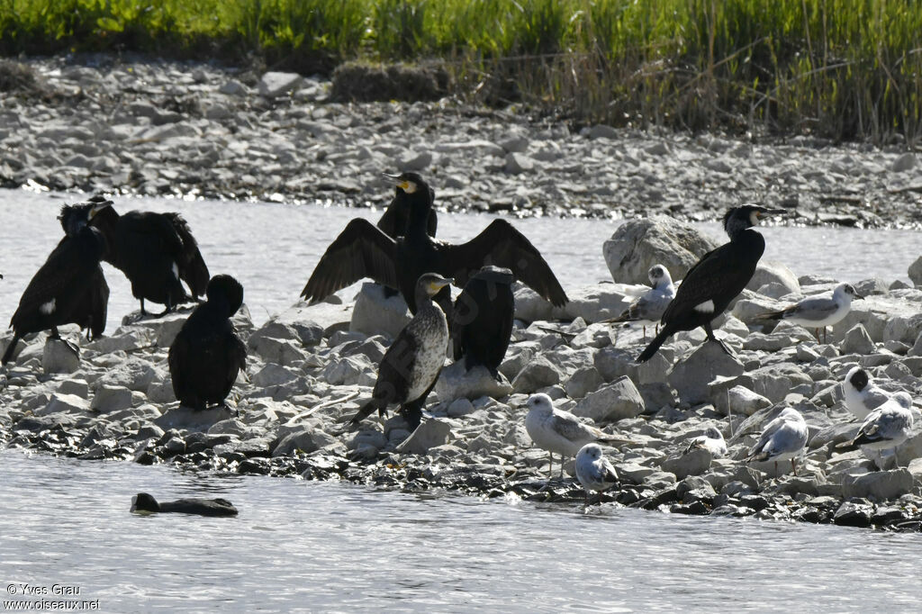 Great Cormorant