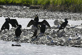 Great Cormorant