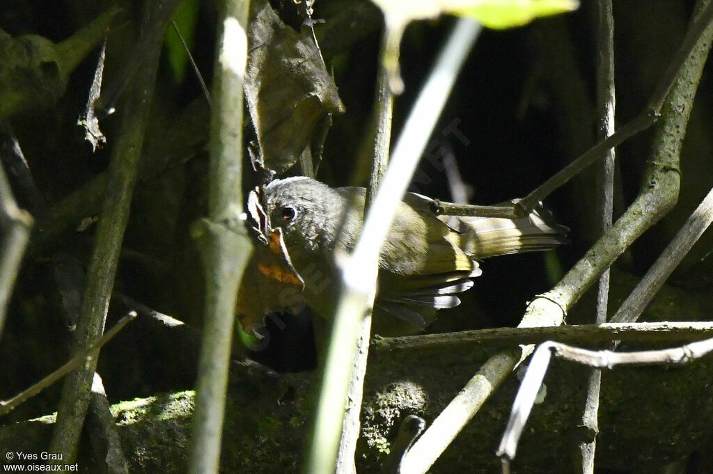 Grauer's Warbler