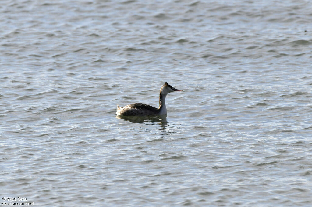 Great Crested Grebe