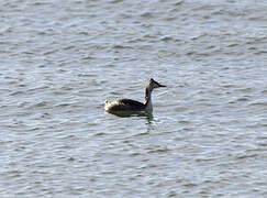 Great Crested Grebe