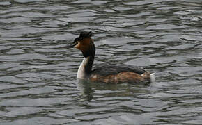 Great Crested Grebe