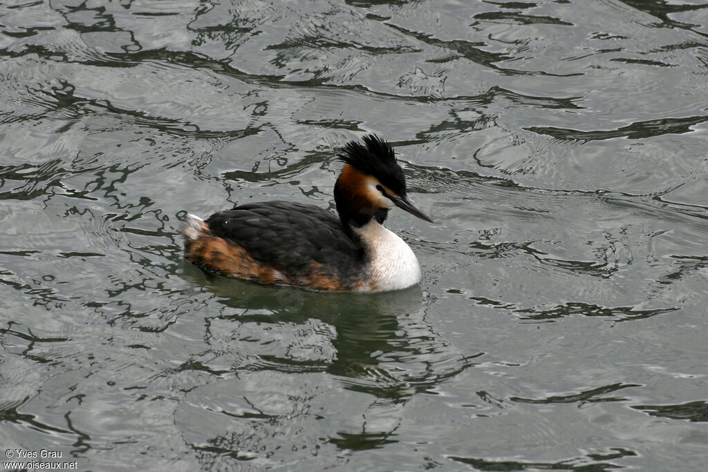 Great Crested Grebe