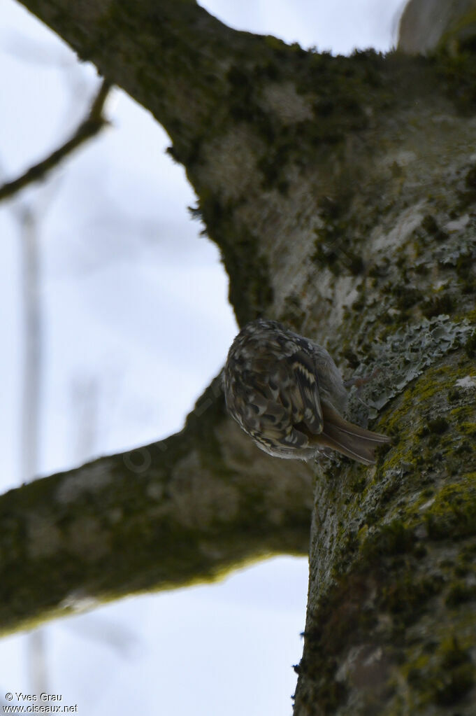 Eurasian Treecreeper