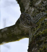 Eurasian Treecreeper