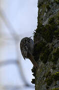 Short-toed Treecreeper