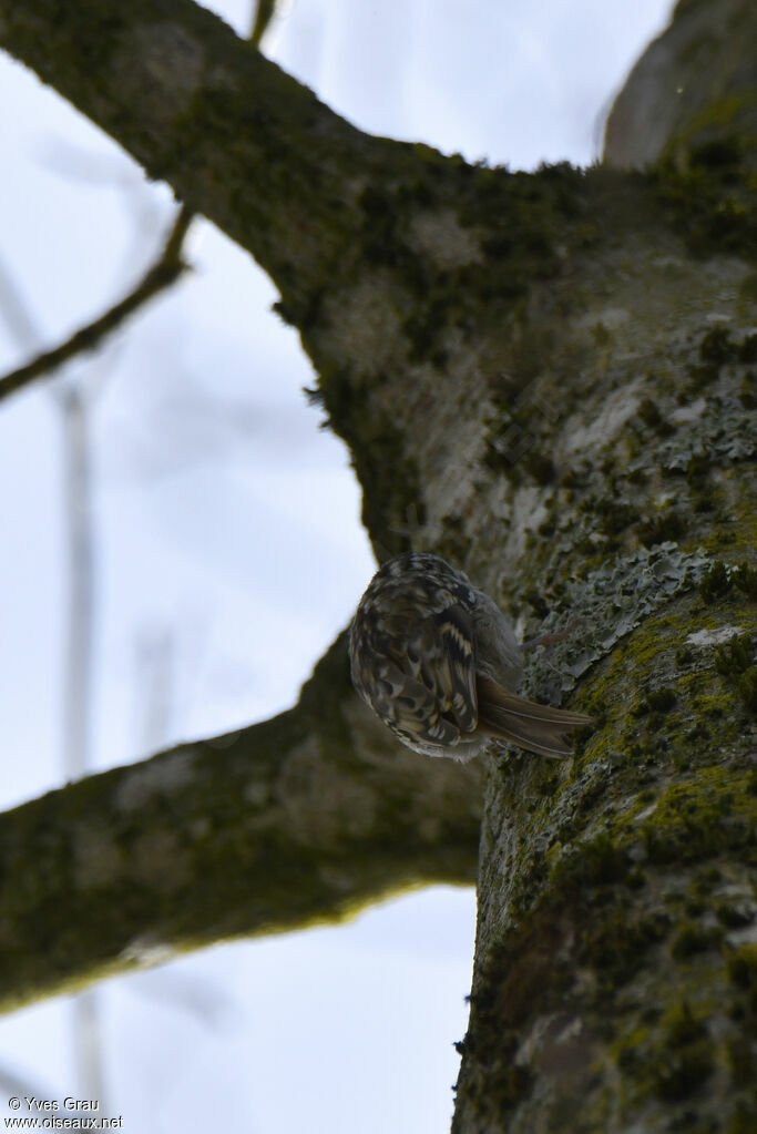 Short-toed Treecreeper