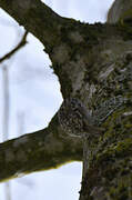 Short-toed Treecreeper