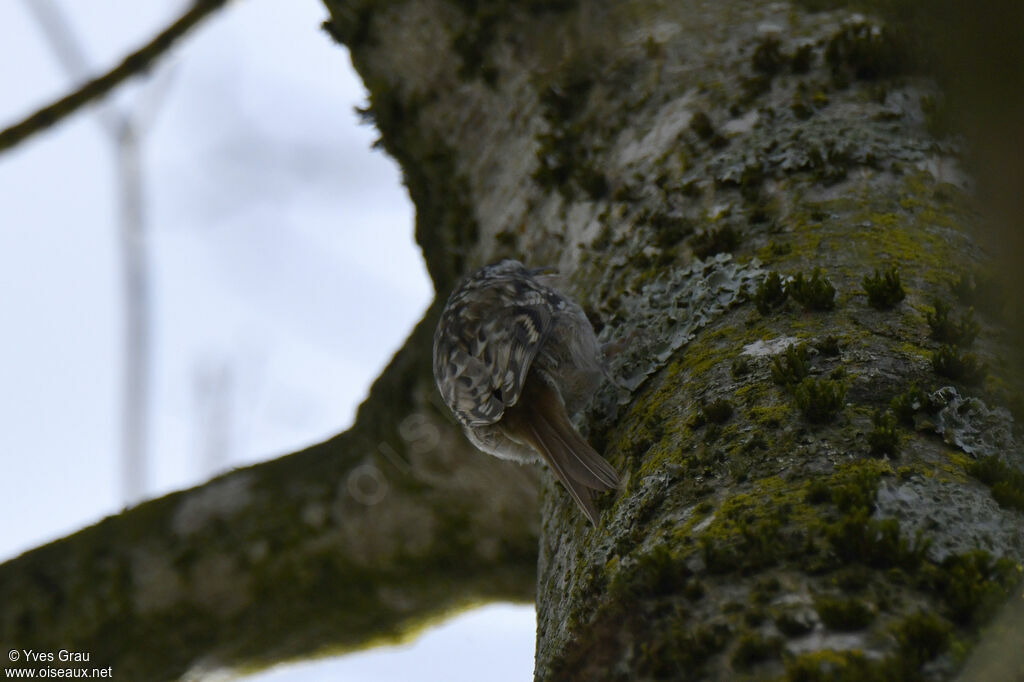 Short-toed Treecreeper