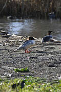 Common Merganser