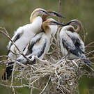Anhinga d'Afrique