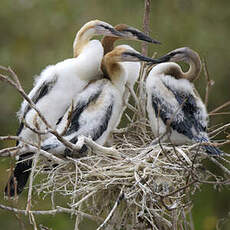 Anhinga d'Afrique