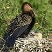 Anhinga d'Afrique