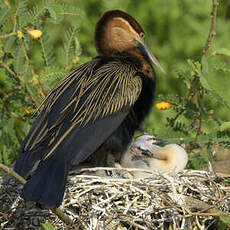 Anhinga d'Afrique