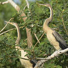 Anhinga d'Afrique