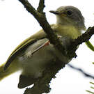 Apalis à gorge jaune