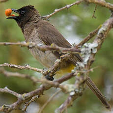 Bulbul tricolore