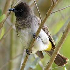 Bulbul tricolore