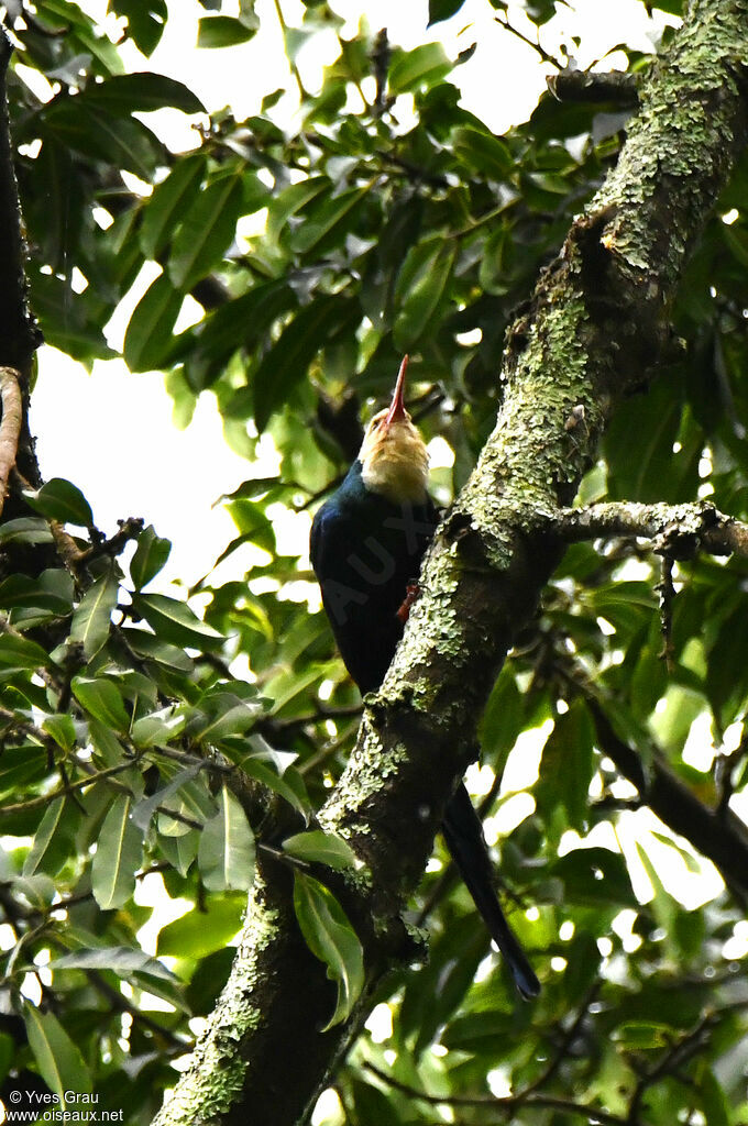 White-headed Wood Hoopoe