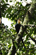 White-headed Wood Hoopoe