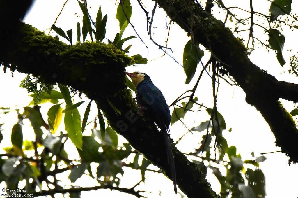 White-headed Wood Hoopoe