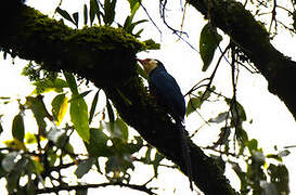 White-headed Wood Hoopoe