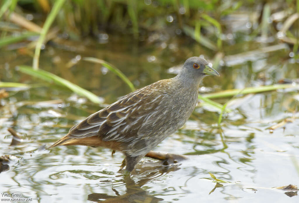 Marouette rayéeadulte, identification