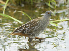 Striped Crake