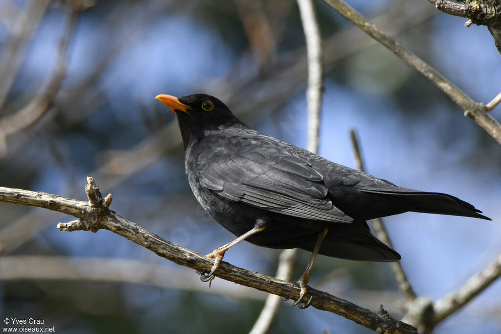 Common Blackbird