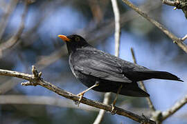 Common Blackbird