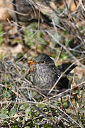 Common Blackbird