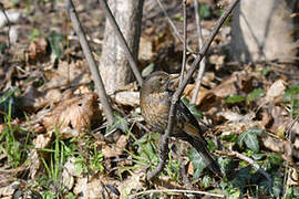 Common Blackbird