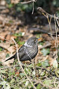 Common Blackbird