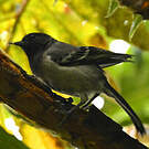 Mésange à ventre strié