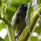 Mésange à ventre strié