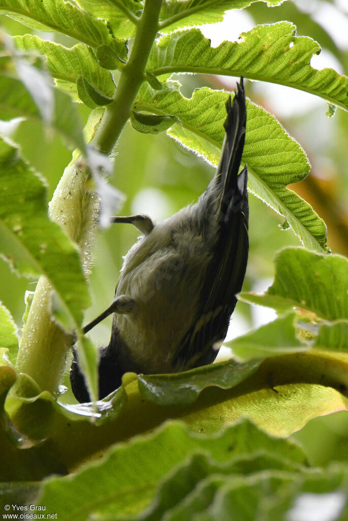 Mésange à ventre strié