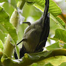 Mésange à ventre strié