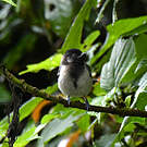 Mésange à ventre strié