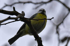 Eurasian Blue Tit