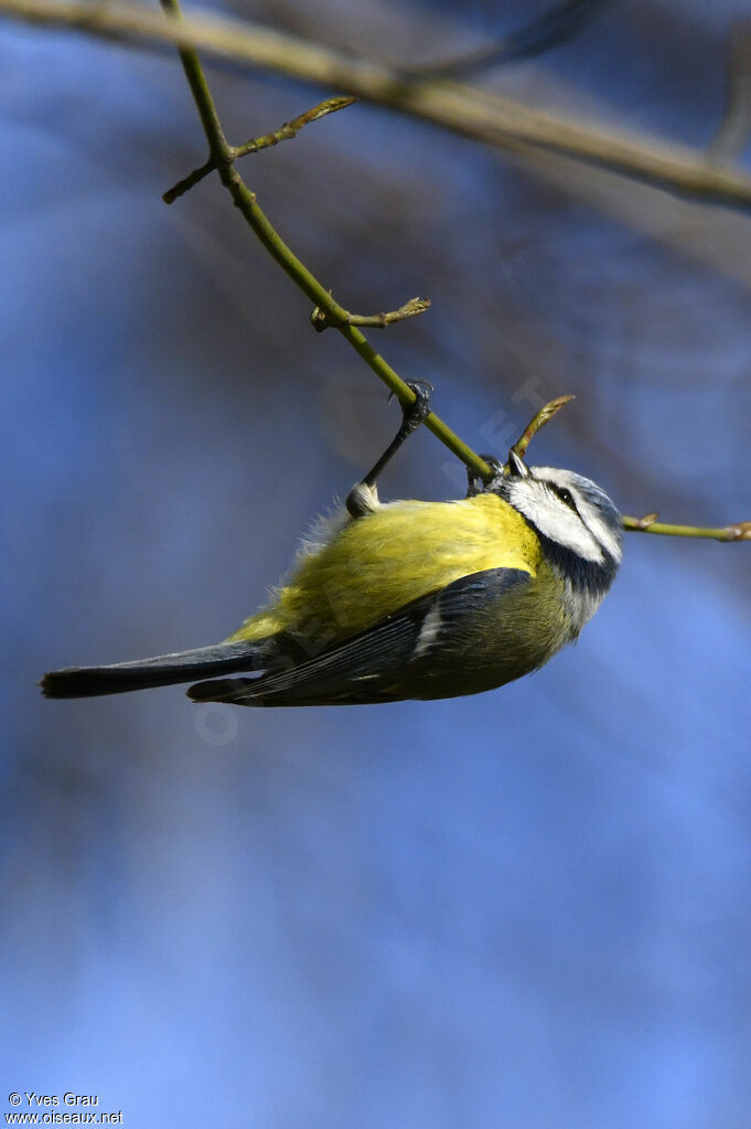 Eurasian Blue Tit