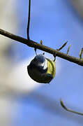 Eurasian Blue Tit