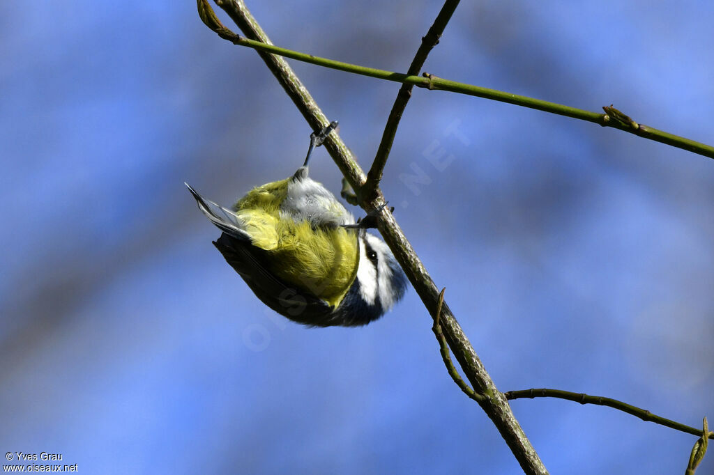 Eurasian Blue Tit