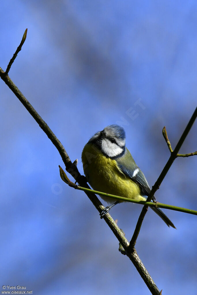 Eurasian Blue Tit