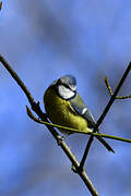 Eurasian Blue Tit